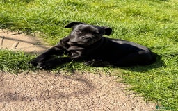 Cane Corso dogs for sale: Enzoo - Image 3