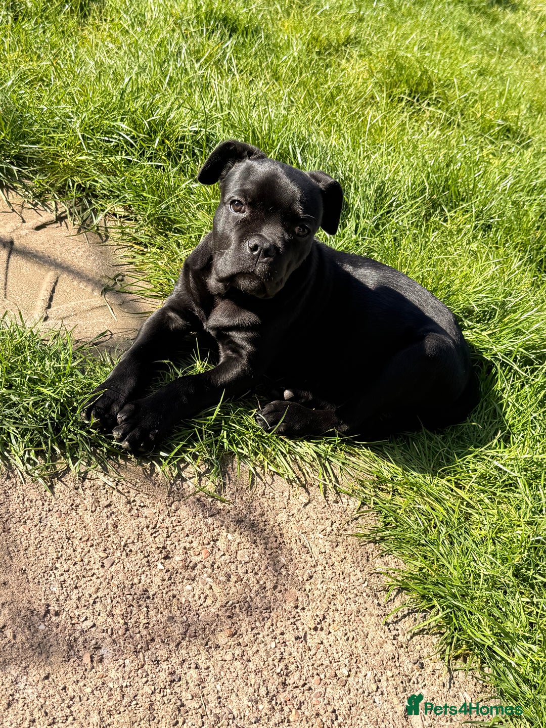 Cane Corso dogs for sale: Enzoo - Image 3