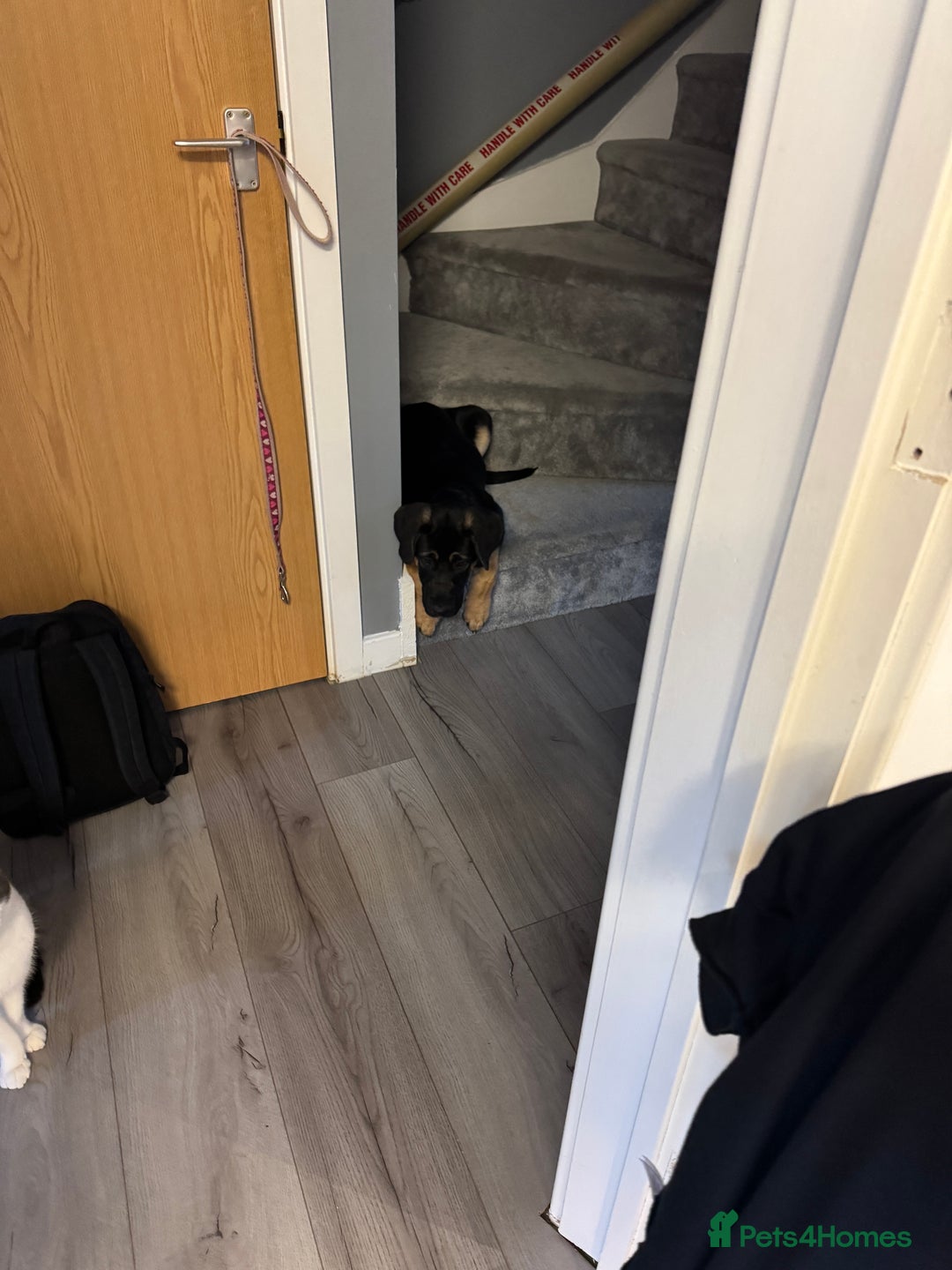 Mixed Breed dogs for sale: Louis - Image 2