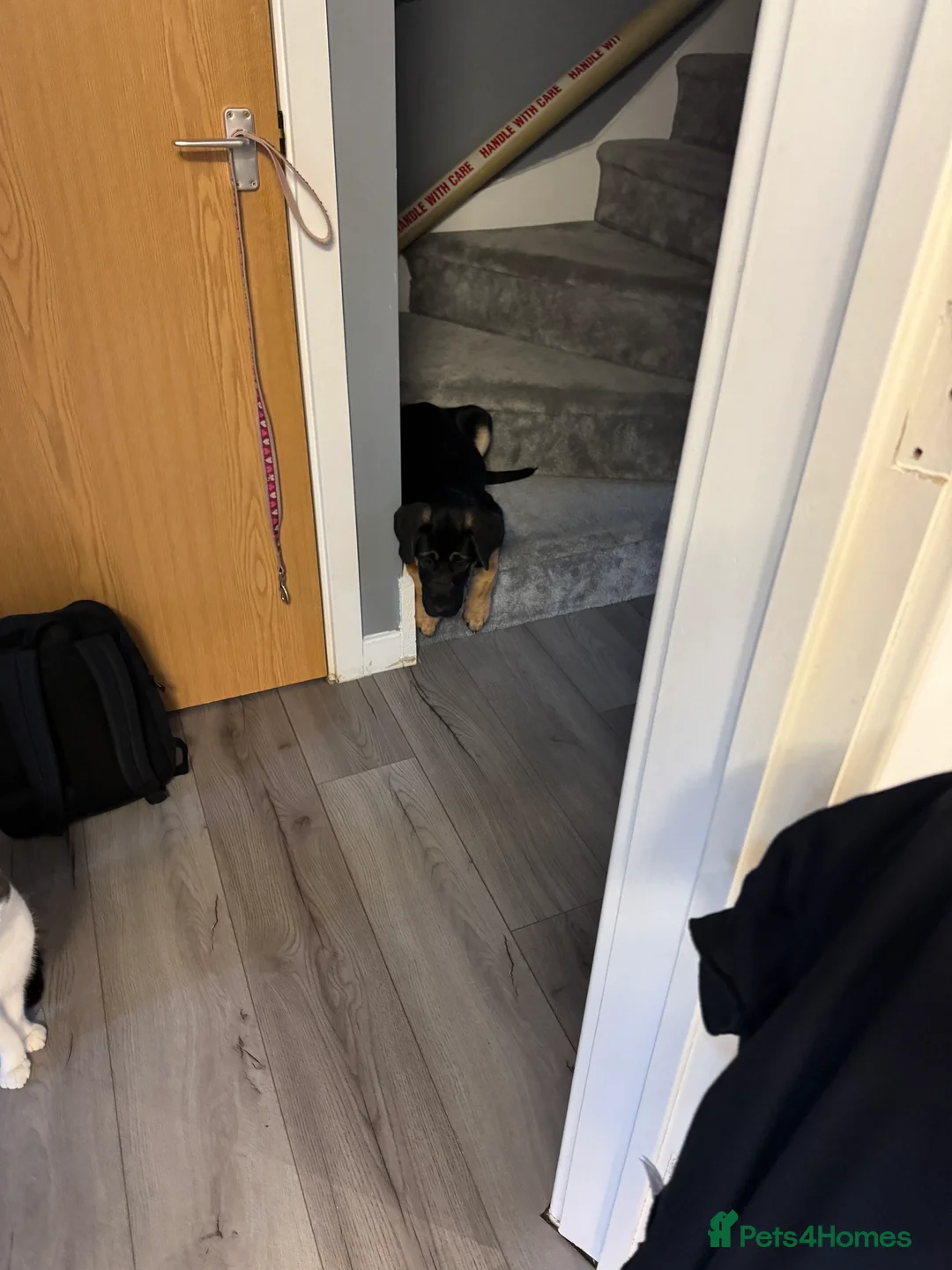 Mixed Breed dogs for sale: Louis - Advert 2