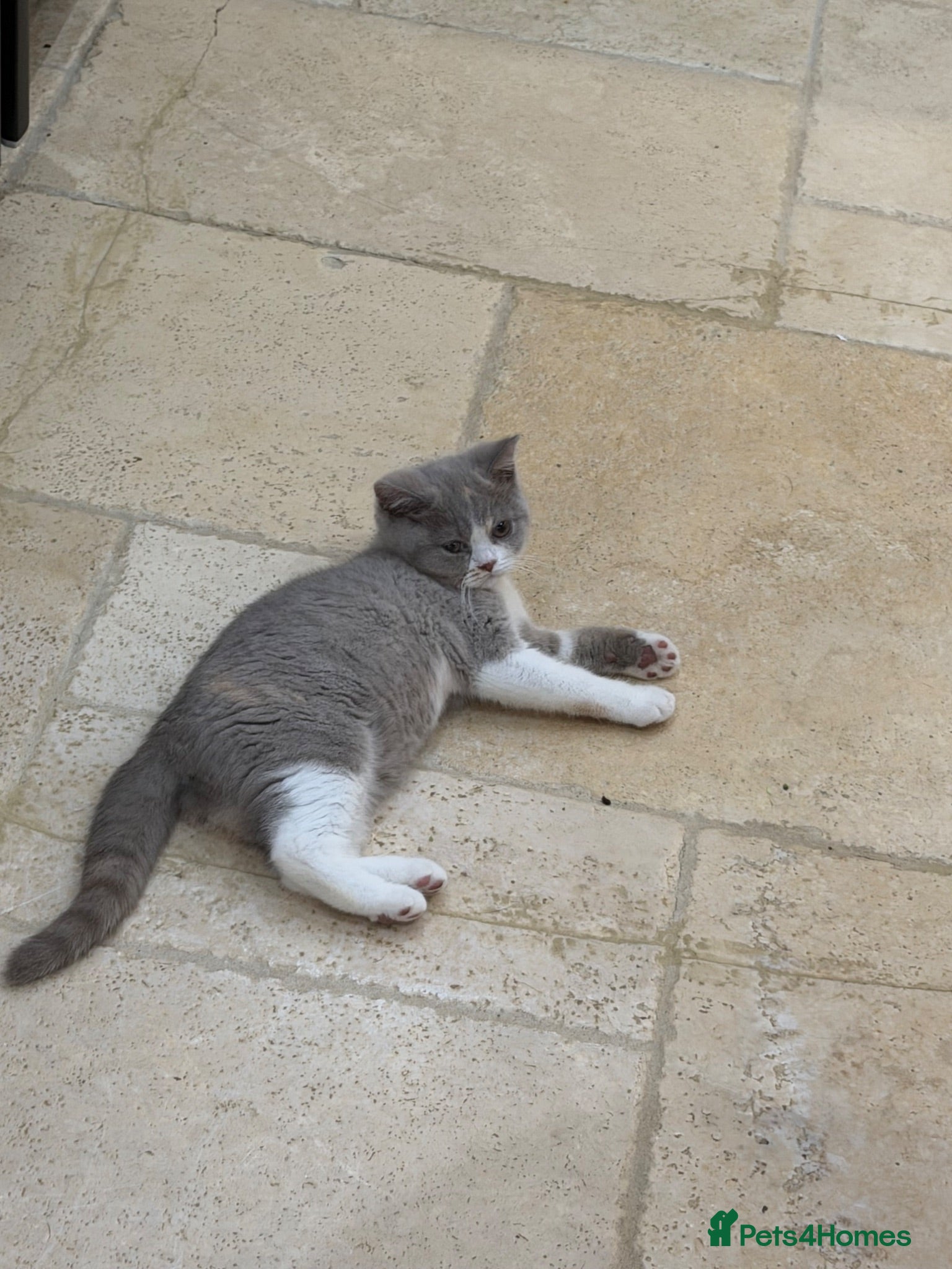 British Shorthair cats READY NOW - REGISTERED FULL PEDIGREE BSH FROM £595 - Advert 2
