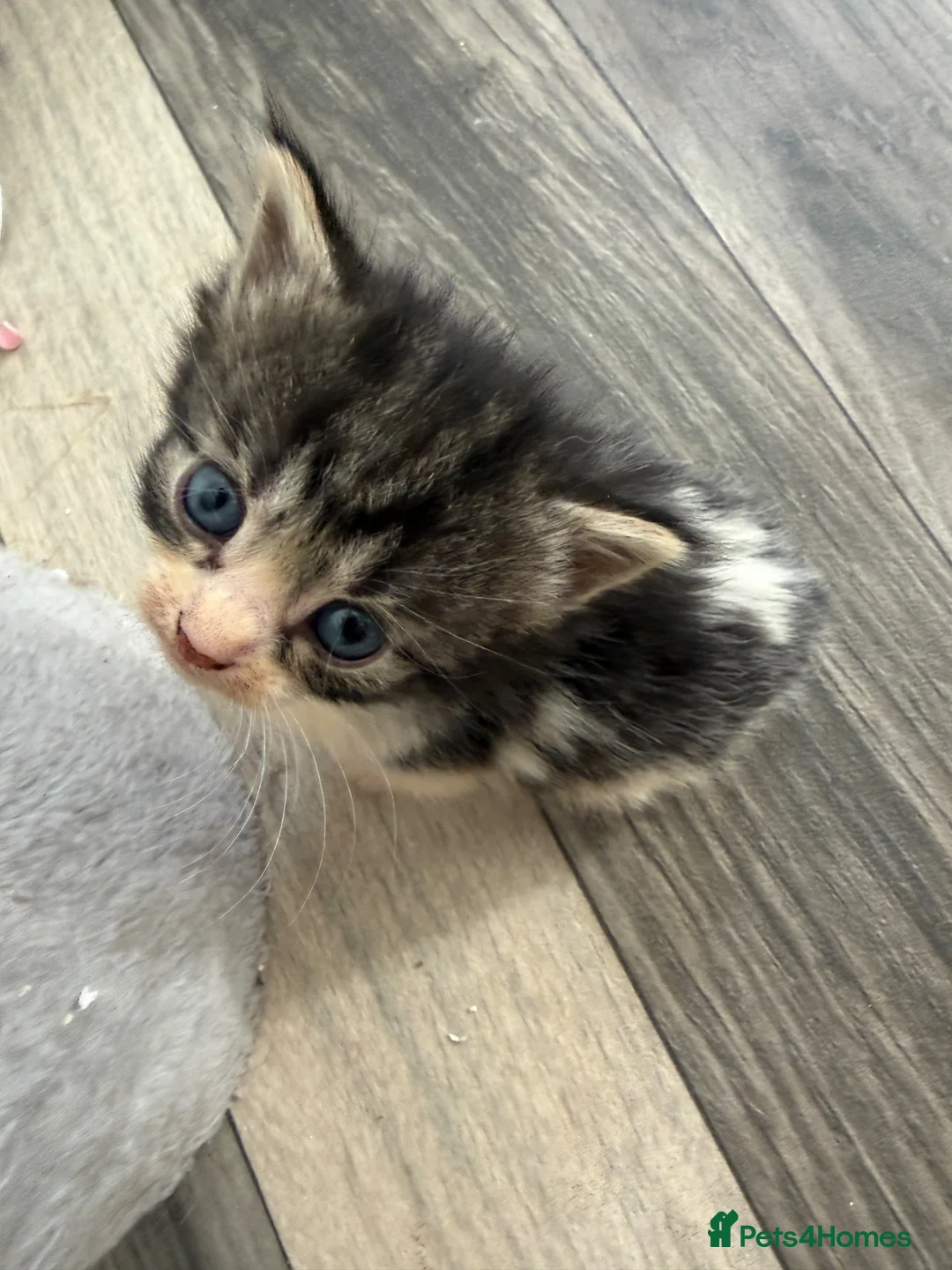 Mixed Breed cats for sale:  Six Fluffy kittens - Advert 6