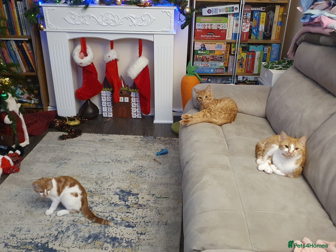 Ragcoon cats for sale: Two Boys - Advert 8