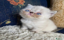 Exotic cats for sale: Outstanding exotic kittens  - Image 15