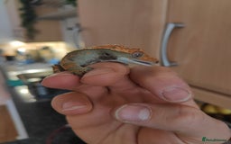 Gecko reptiles for sale: Crested Gecko  - Advert 3