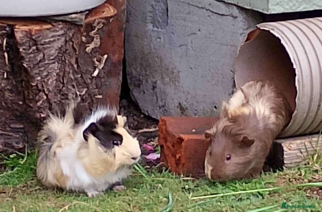 Guinea Pig rodents for sale: Beautiful baby boy  - Image 3