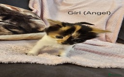 Mixed Breed cats for sale: British Long hair x kittens ONLY 4 FEMALES LEFT - Image 13