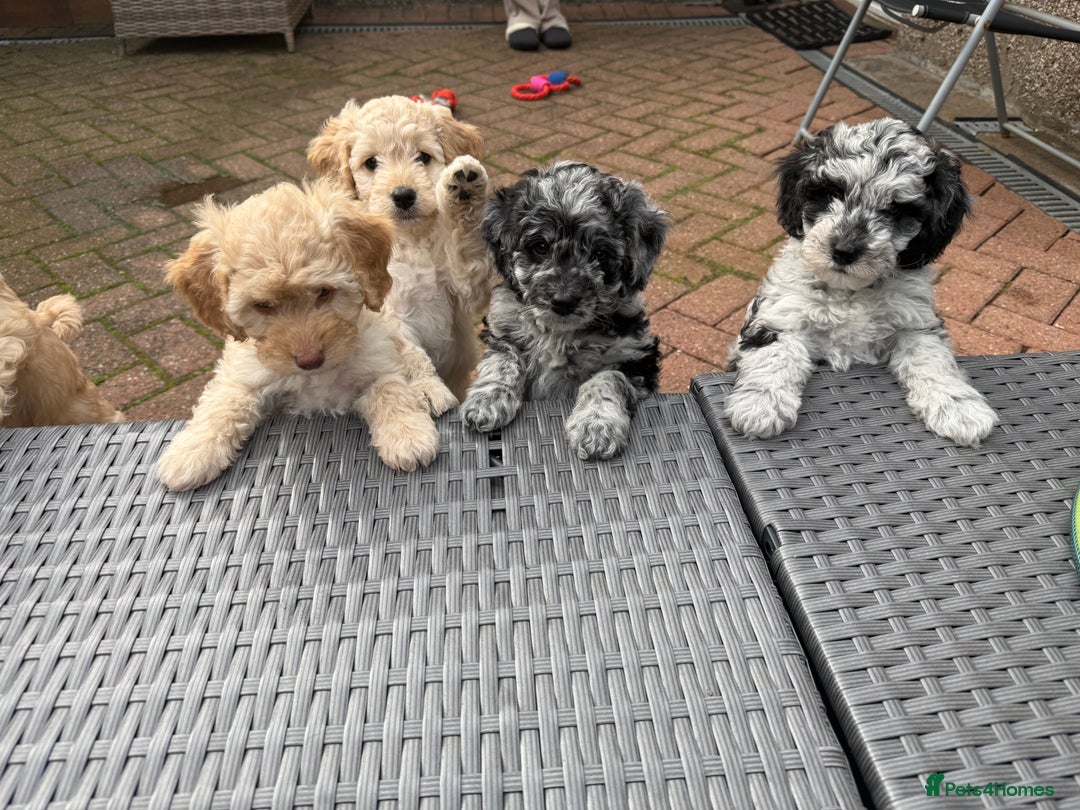 Cockapoo dogs for sale: Cockapoo puppies! - Image 1