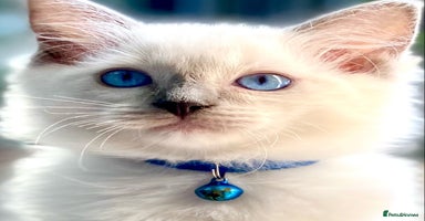 Ragdoll cats - Advert 14