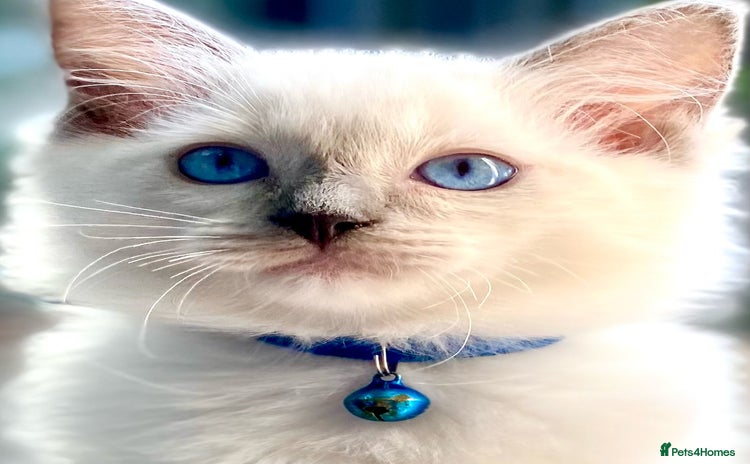 Ragdoll cats - Advert 7