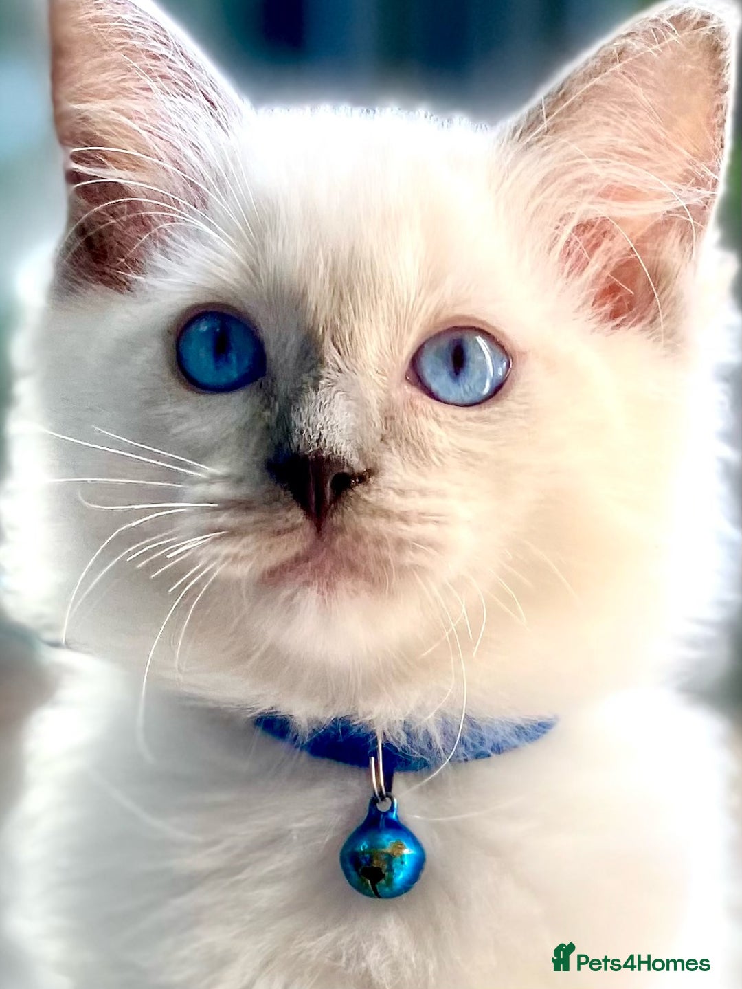 Ragdoll cats for sale: Outstanding TICA reg Kittens – Champion Bloodlines - Image 2