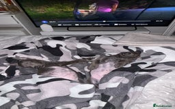 Belgian Shepherd Dog dogs for sale: Blue dutch herder puppy - Image 3