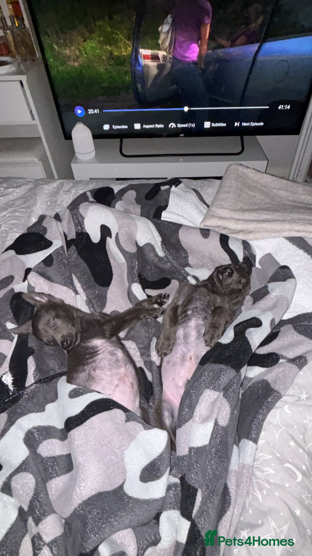 Belgian Shepherd Dog dogs for sale: Blue dutch herder puppy - Image 3