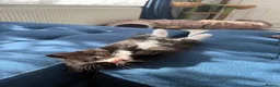British Longhair cats for sale: 5 adorable kittens  - Advert 2