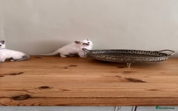 Birman cats for sale: Beautiful Birman Kittens - Image 8