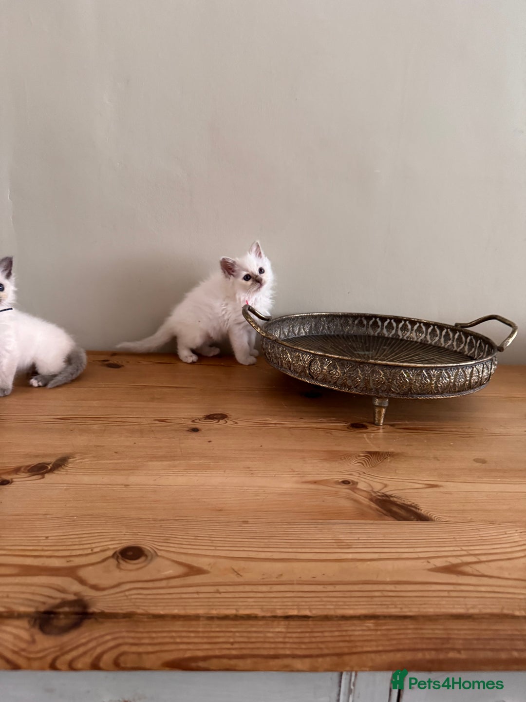 Birman cats for sale: Beautiful Birman Kittens - Image 8