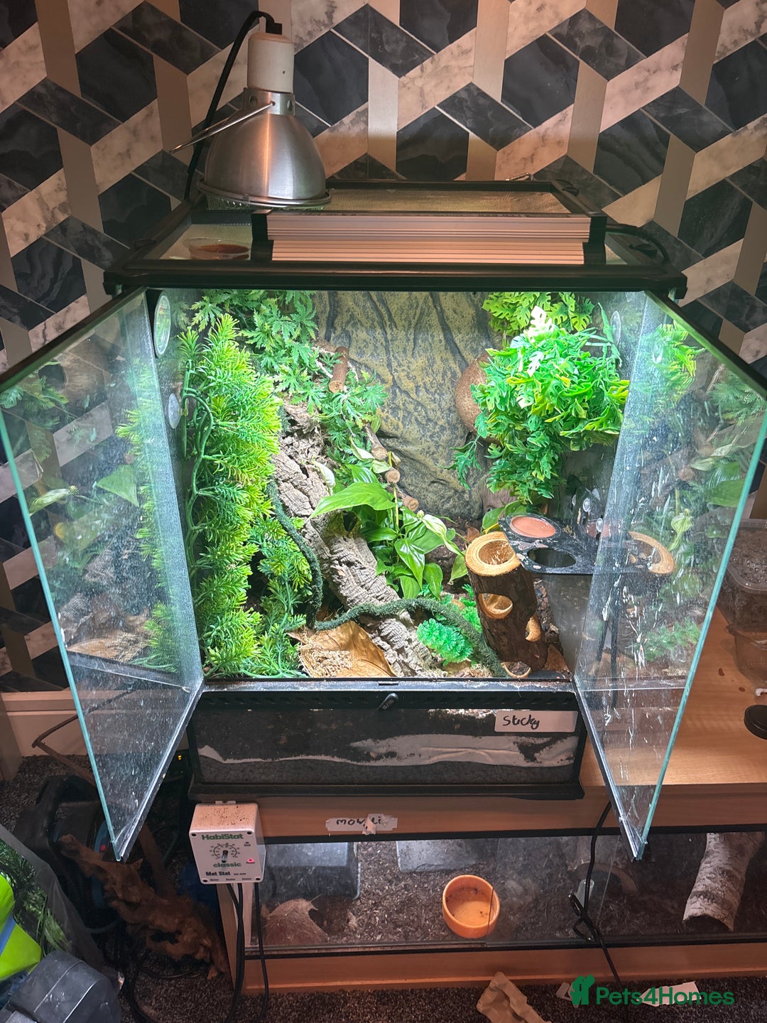 Gecko reptiles for sale: Crested gecko  - Advert 3