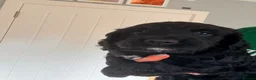 Cocker Spaniel dogs for sale: Kc reg working cocker spaniels - last boy 💕🐶 - Advert 14