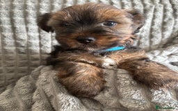 Yorkshire Terrier dogs for sale: Must S@@ an adorable Yorkshire terrier for sale. - Image 5