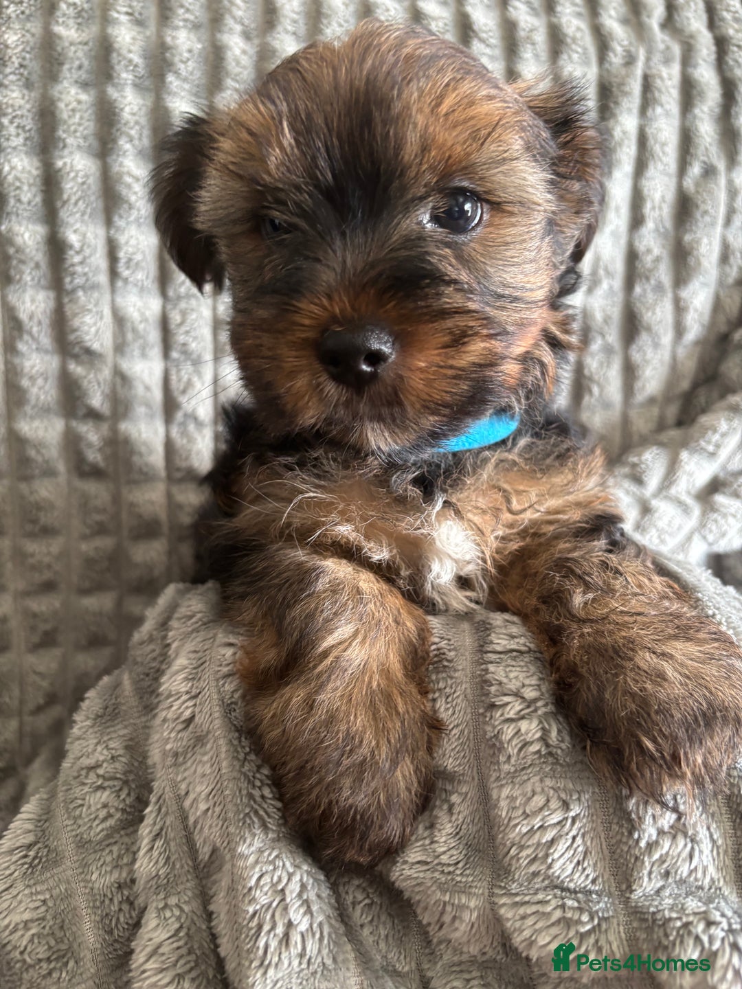 Yorkshire Terrier dogs for sale: Must S@@ an adorable Yorkshire terrier for sale. - Image 5