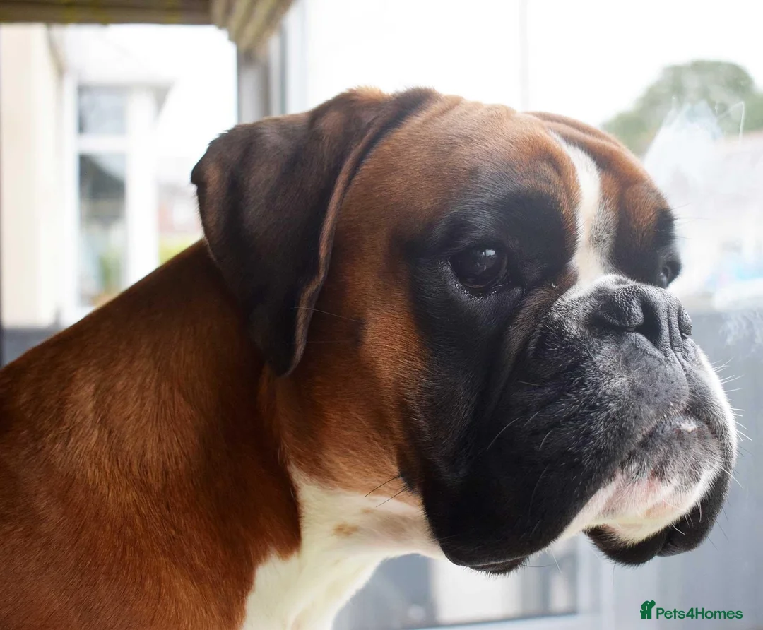 Boxer dogs for stud: Fully Health tested euro / kc reg Boxsanuk Gelso  in Newcastle upon Tyne - Advert 6