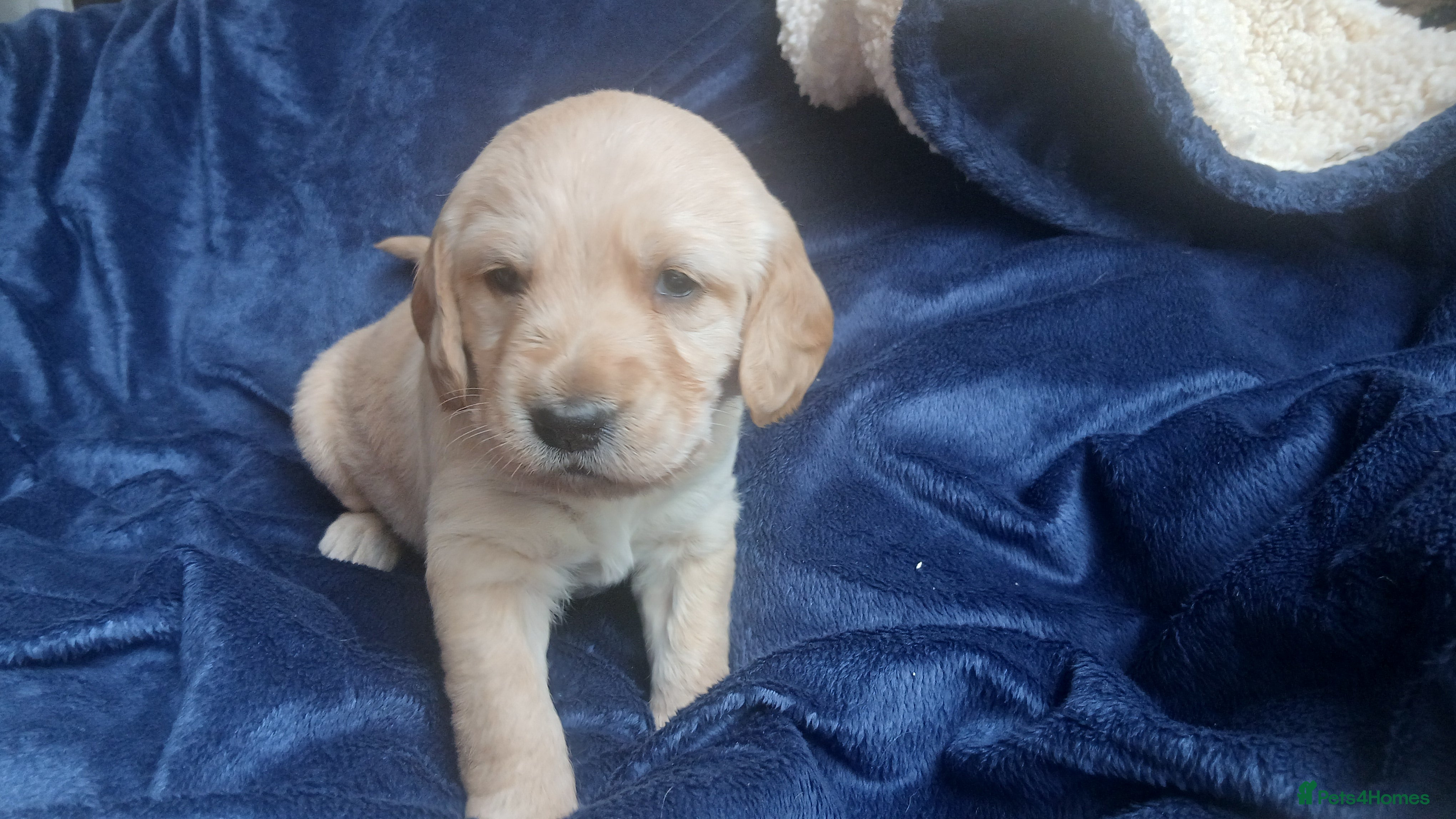 Mixed Breed dogs for sale: Ready Gorgeous Cockapoo x Gold Retriever x pups  - Advert 39