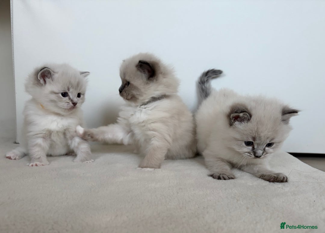 Ragdoll cats for sale: 🐾 Stunning Litter of Ragdoll Kittens - Advert 5