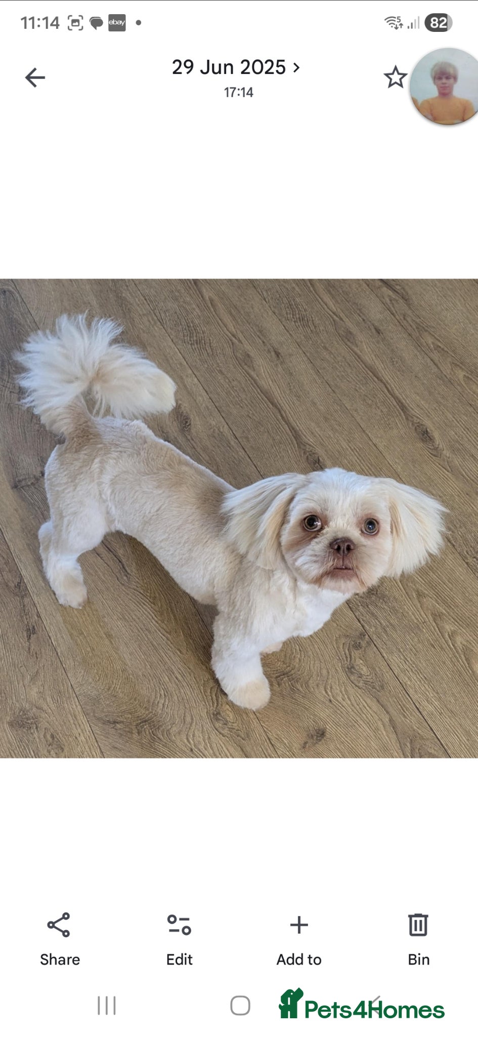 Shih Tzu dogs Stud Dog - Advert 1