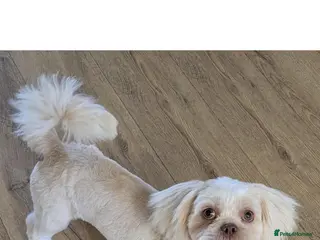 Shih Tzu dogs Stud Dog - Advert 1