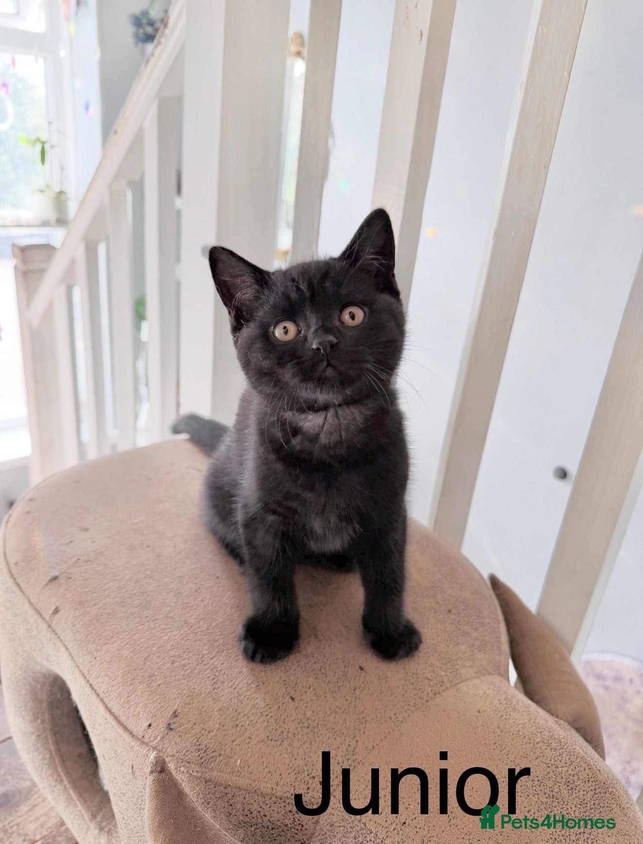 British Shorthair cats Gorgeous black BSH kittens available.  - Advert 1