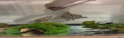 Turtle reptiles for sale: 2x map turtles looking for a new home in Newport - Advert 5