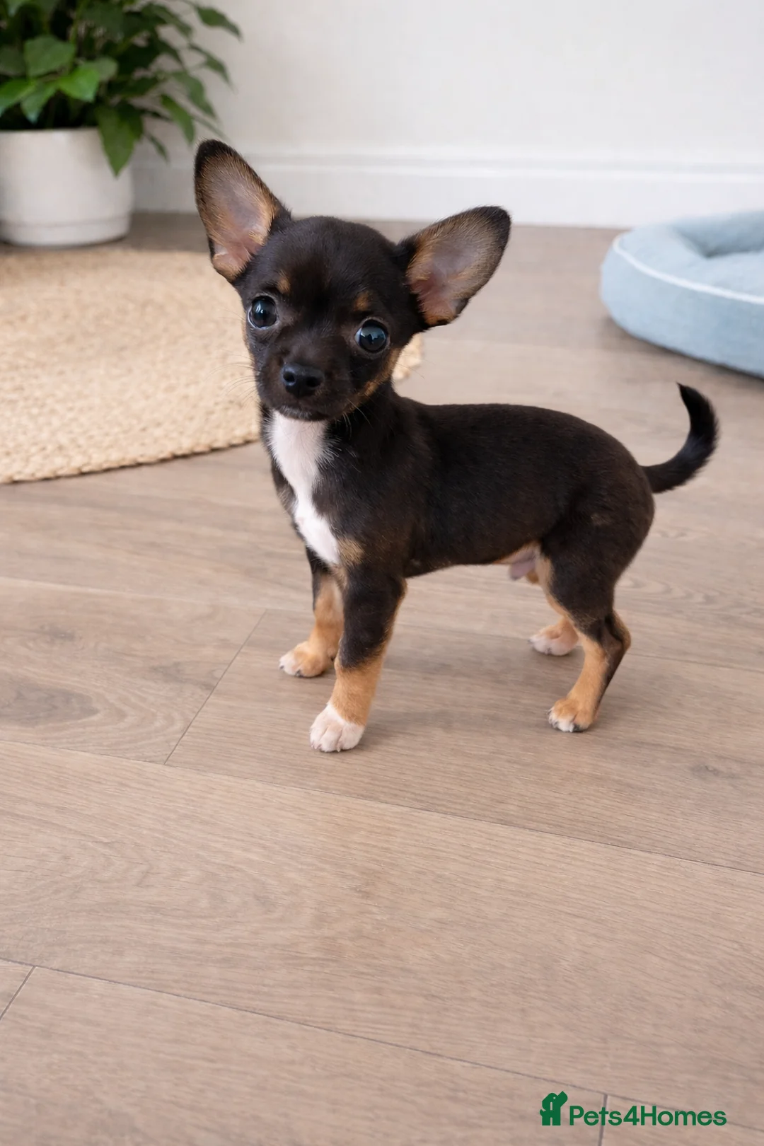 Chihuahua dogs for sale: Prince is a beautiful chihuahua very tiny - Advert 1