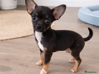 Chihuahua dogs Prince is a beautiful chihuahua very tiny - Advert 1