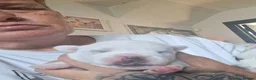 Mixed Breed dogs for sale: Jug puppies  - Advert 8