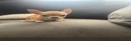 Chihuahua dogs for sale: Chihuahua puppies for sale - Advert 2