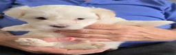 Maltese dogs for sale: Fabulously gorgeous maltese in Stevenage - Advert 8