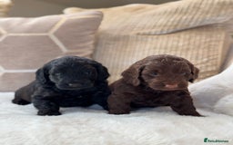 Cockapoo dogs for sale: ** BEAUTIFUL CHOC & EBONY TOY F1 COCKAPOO PUPS ** - Image 6