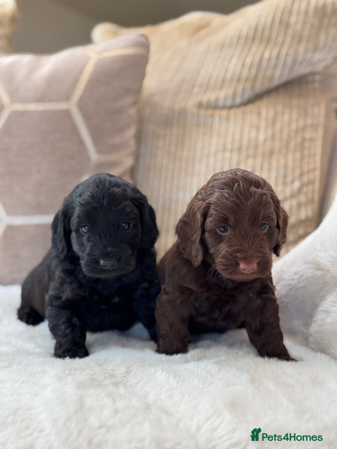 Cockapoo dogs for sale: ** BEAUTIFUL CHOC & EBONY TOY F1 COCKAPOO PUPS ** - Image 6