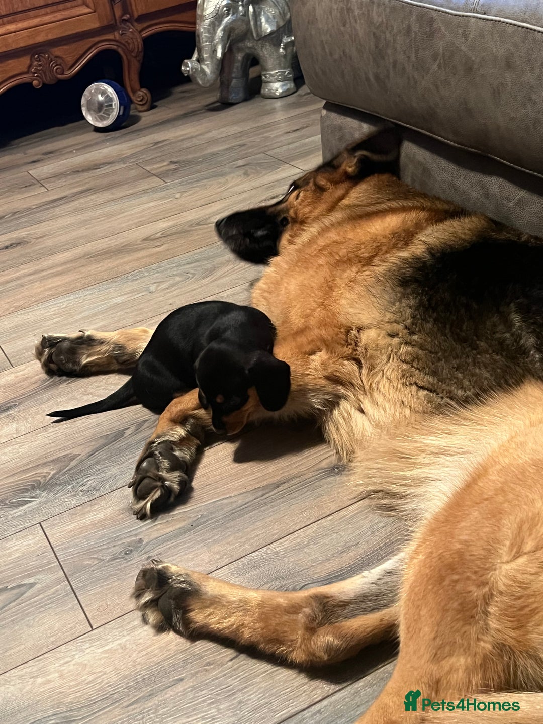 Miniature Dachshund dogs for sale: 🐾 Exceptional KC Miniature Dachshund Puppies ✨ - Advert 13