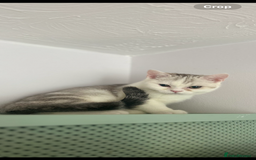 Scottish Fold cats for sale: Kittens Ready for Their Forever Homes - Image 10