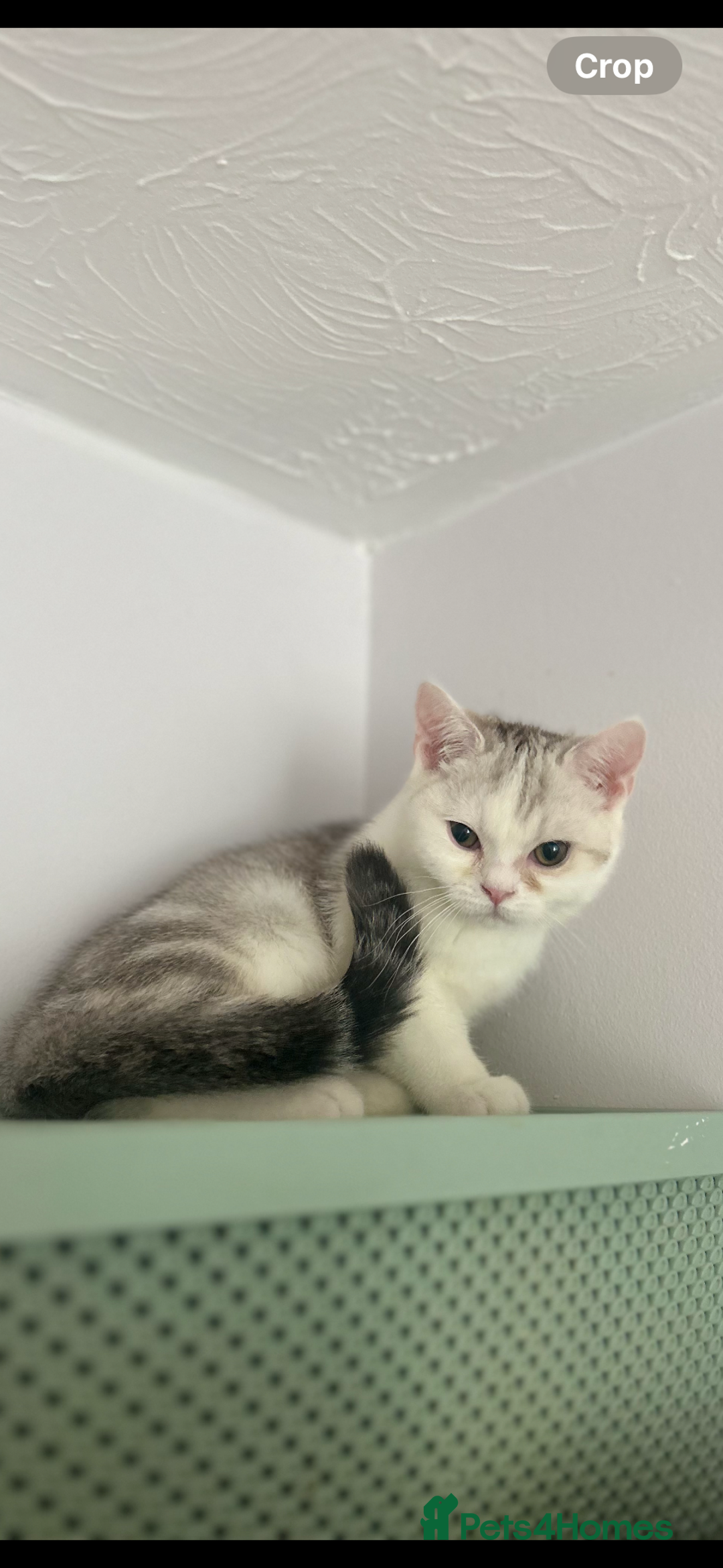 Scottish Fold cats for sale: Kittens Ready for Their Forever Homes - Image 10