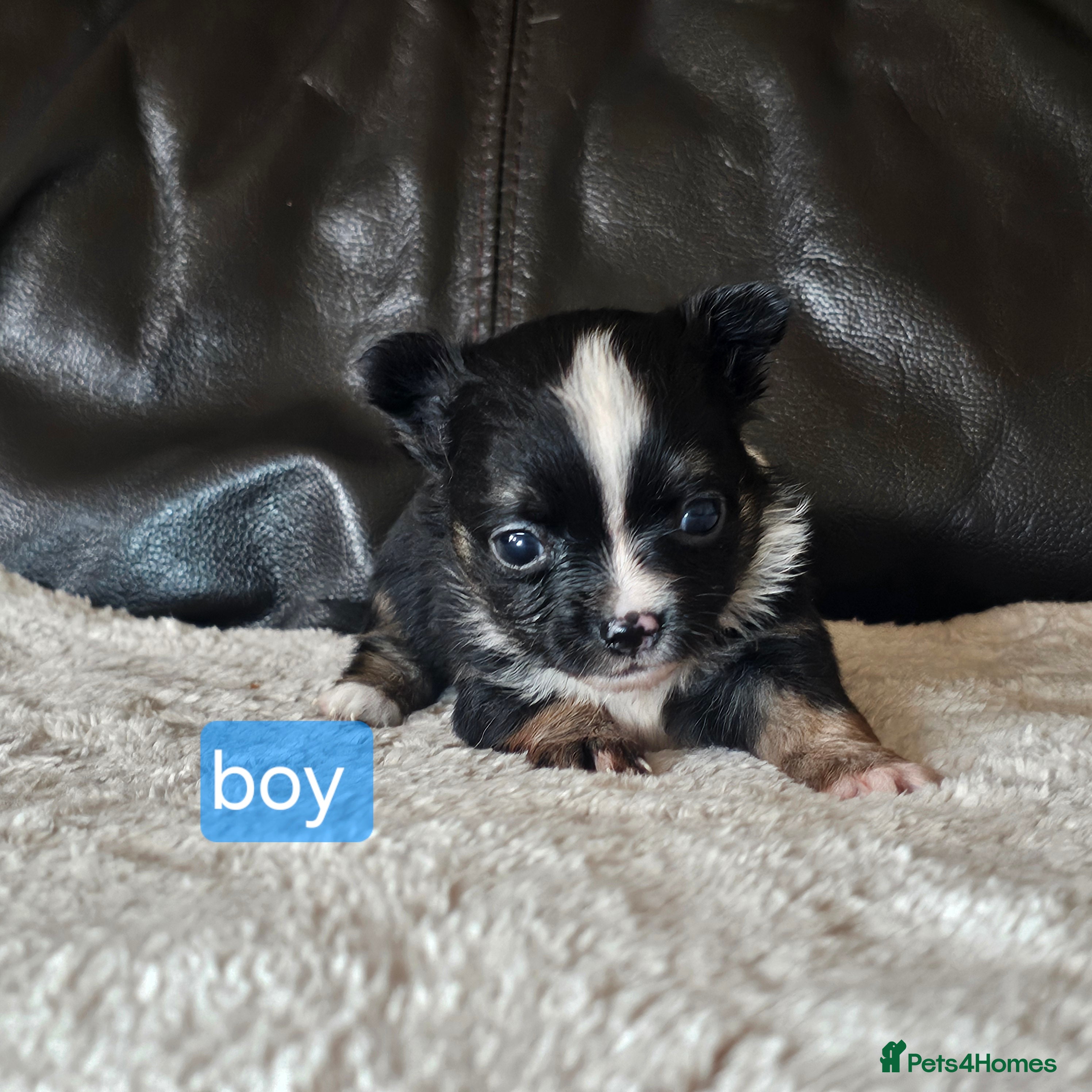 Chihuahua dogs 2 tiny chiuauas - Advert 18