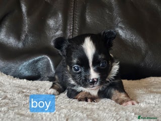 Chihuahua dogs 2 tiny chiuauas - Advert 18