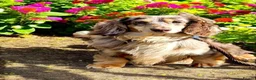 Miniature Dachshund dogs for stud: Oreo chocolate & tan dapple long haired  - Advert 6