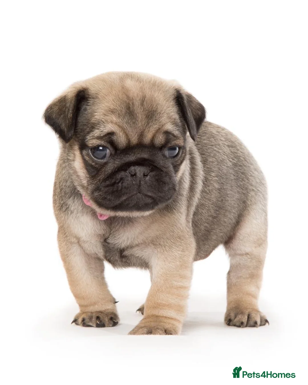 Pug dogs for stud: Fawn Pug, Stud Service Only. KC Reg, Health Tested in Doncaster - Advert 8