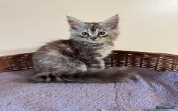 Maine Coon cats for sale: Beautiful GCCF kittens various colours - Image 26