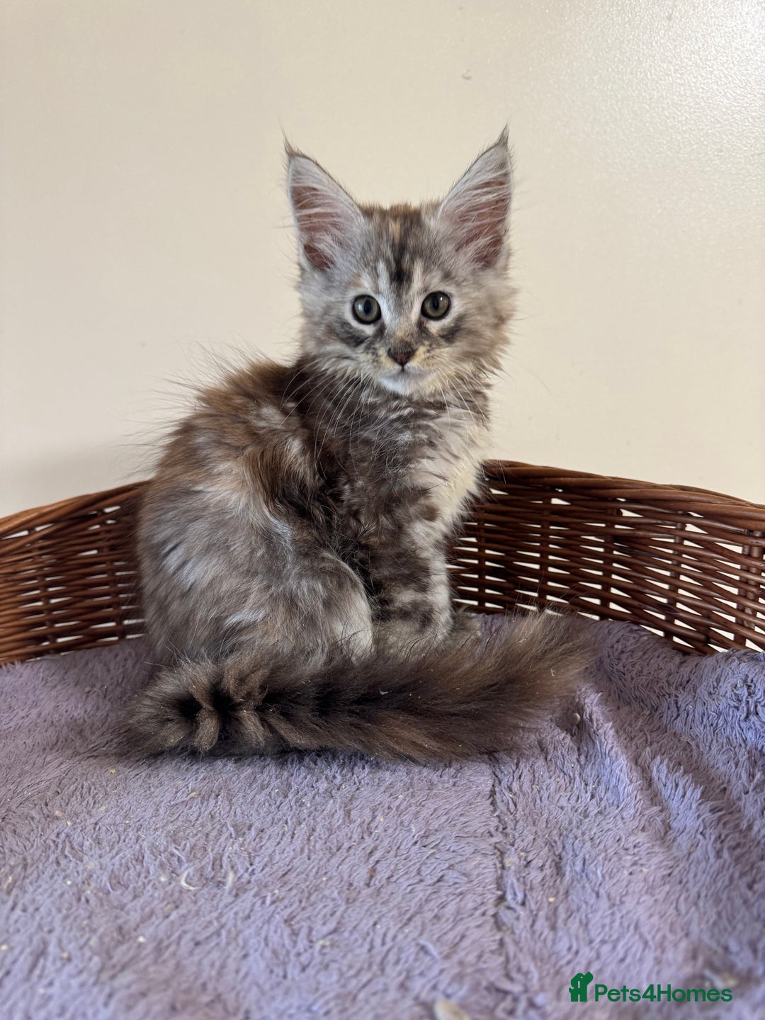 Maine Coon cats for sale: Beautiful GCCF kittens various colours - Image 26