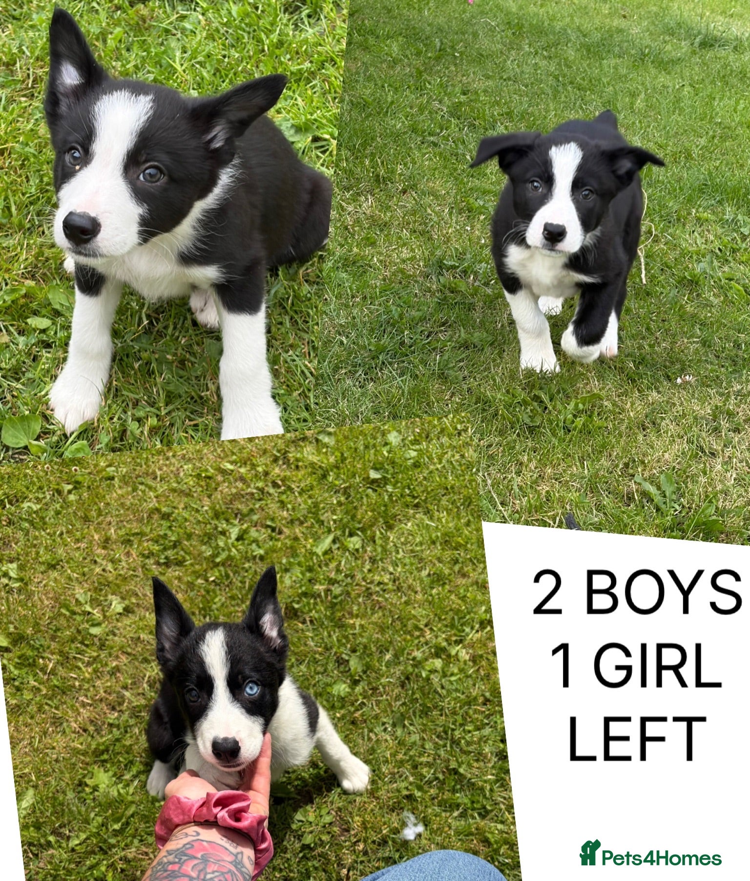 Border Collie dogs ⭐️BORDER COLLIE PUPS⭐️ READY TO GO - Advert 1
