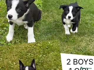 Border Collie dogs ⭐️BORDER COLLIE PUPS⭐️ READY TO GO - Advert 1