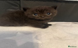 British Shorthair cats for sale: Beautiful British shorthair champion bloodlines - Image 18